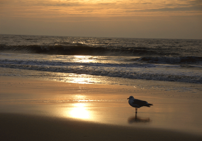 Möwe im Sonnenuntergang